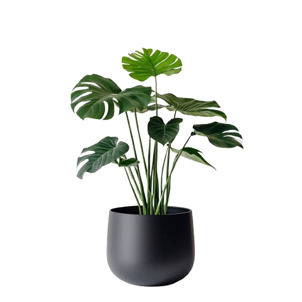 Monstera plant in ribbed ceramic white pot on a wooden table